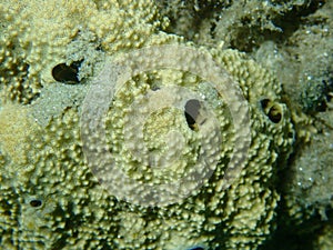 Variable loggerhead sponge (Ircinia variabilis) close-up undersea, Aegean Sea