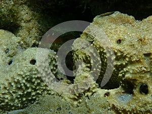 Variable loggerhead sponge (Ircinia variabilis) close-up undersea, Aegean Sea