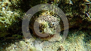 Variable loggerhead sponge (Ircinia variabilis) undersea, Aegean Sea