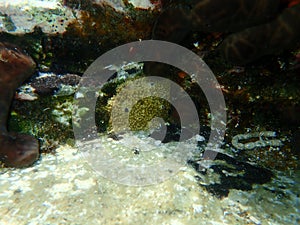Variable loggerhead sponge Ircinia variabilis undersea, Aegean Sea, Greece