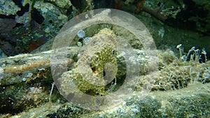 Variable loggerhead sponge Ircinia variabilis undersea, Aegean Sea, Greece