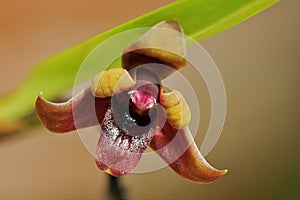Variable Maxillaria Orchid