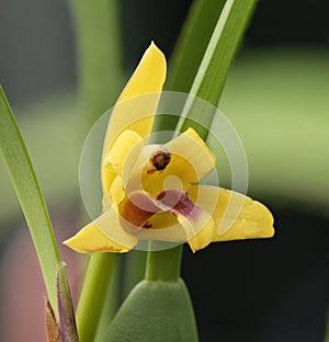 Variable Maxillaria Orchid Flower