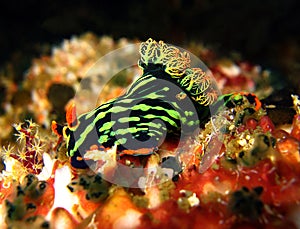 Variable Neon Slug