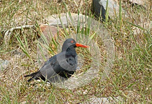 Variable Oystercatcher