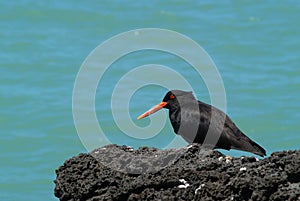 Variable Oystercatcher bird