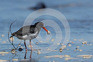 Variable Oystercatcher Endemic to New Zealand