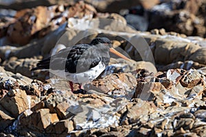 Variable Oystercatcher Endemic to New Zealand