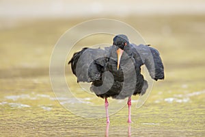 Variable oystercatcher Haematopus unicolor standing in shallow water photo