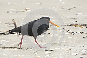 Variable oystercatcher on the Sand at Whitianga Mercury Bay New Zealand NZ