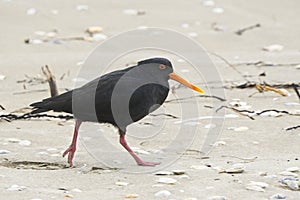 Variable oystercatcher on the Sand at Whitianga Mercury Bay New Zealand NZ photo