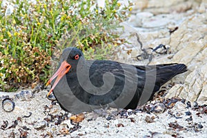 Variable oystercatcher sitting on nest