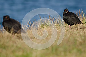 Variable oystercatchers.