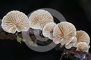 Variable Oysterling fungus