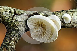 Variable Oysterling fungus