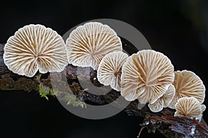 Variable Oysterling fungus photo