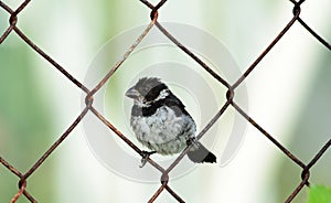 Variable Seedeater Male photo