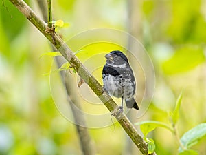 Variable seedeater perched on a tree