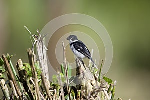 Variable seedeater Sporophila corvina in Equador