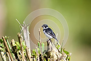 Variable seedeater Sporophila corvina in Equador photo