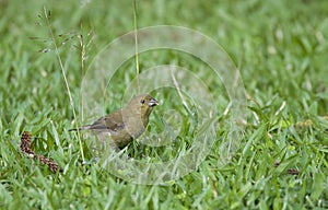 Variable Seedeater (Sporophila corvina) female on the ground l