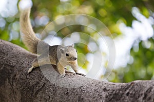 Variable squirrel