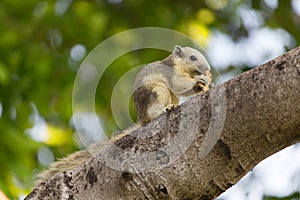 Variable squirrel