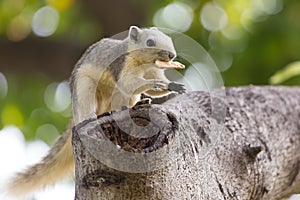 Variable squirrel photo