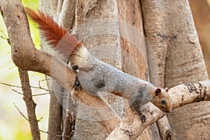 Variable Squirrel climbing down the tree