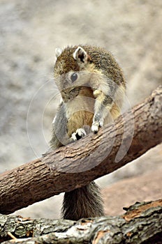 Variable Squirrel