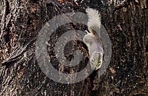 Variable squirrel Finlayson`s squirrel, Callosciurus finlaysoni