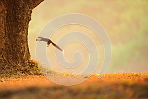 Variable squirrel jumping from a grassland to the tree.