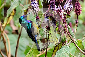 Variable sunbird in a bush