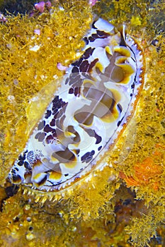 Variable Thorny Oyster, South Ari Atoll, Maldives