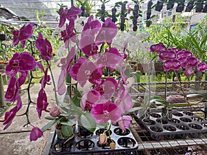 Variant of Pink Moon Orchid Plants in a Beautiful Indonesia Mini Garden, Jakarta