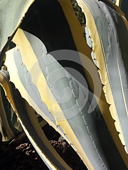Variated agave