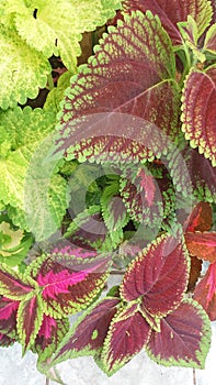 Variated coleus