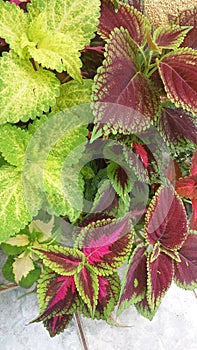 Variated coleus