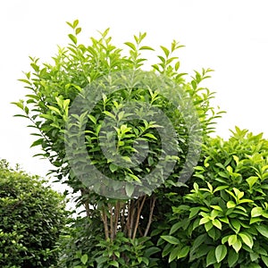 Variation of bushes isolated on white background
