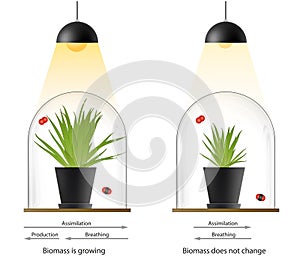 Variation in the growth response of plants to an elevated ambient CO2 concentration. Greenhouse effect