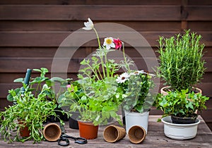 Variation of plants and flower pots with gardening tools