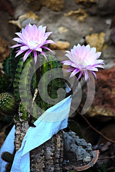 Variations on flowers of xerophytic plants 1 photo