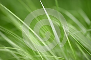 Variations of photos with a soft and blurred background of green, young and fresh spring grass.