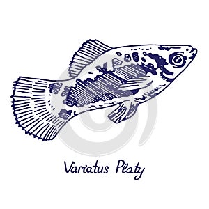 Variatus Platy Plati, disambiguation, hand drawn doodle, sketch