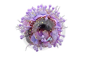 Varicella herpes virus illustration