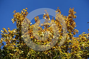 Varicolored autumnal foliage of maple against the sky