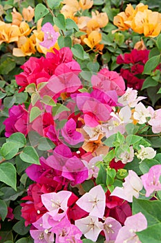 Varicolored bougainvillea paper flowers