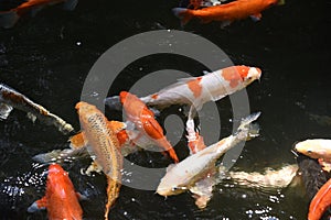 Varicolored carp / Japanese Nishiki Koi