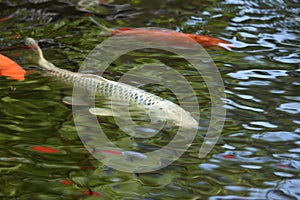 Varicolored carp / Japanese Nishiki Koi