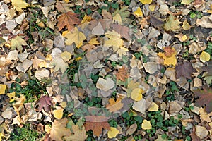 Varicolored fallen leaves covering Glechoma hederacea